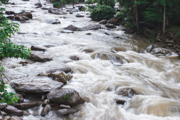 Stormy mountain stream in summer among the forest