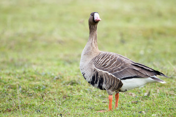 Obraz na płótnie Canvas Greater white-fronted goose (Anser albifrons) in its natural habitat