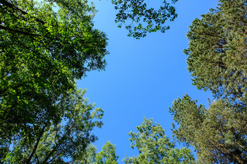 Obraz premium Landscape gardening, cypress, dwarf fir