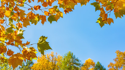 Ahorn Laub Rahmen und blauer Himmel im Herbst als Hintergrund