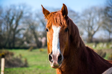 A portrait of brown and white horse looking straight ahead