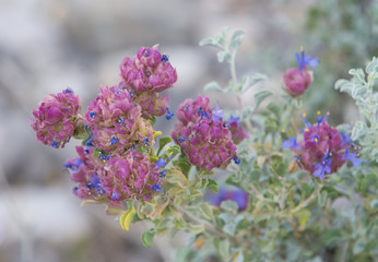 Colorful Desert Flowers