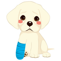 Fototapeta premium Young little sad dog sitting with broken leg and blue bandage