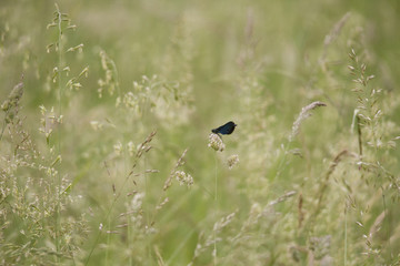 A blue-winged demoiselle sits in a meadow on the inflorescence of a bee pollen carrying grass pollen