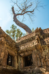 A giant tree on the atient old Ta Phrom Temple, Angkor Wat, Cambodia