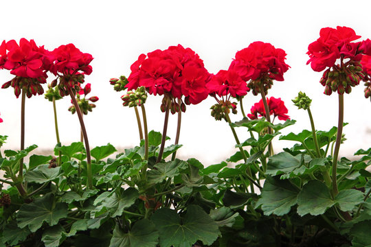 Red Geranium