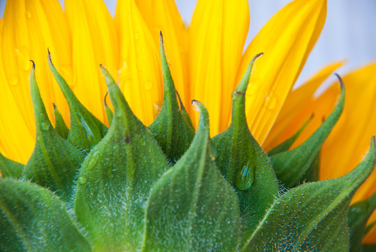Bright florall background sunflower yellow and green in macro with water drops.