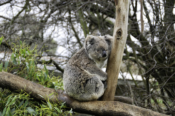 a koala bear is sitting on the tree