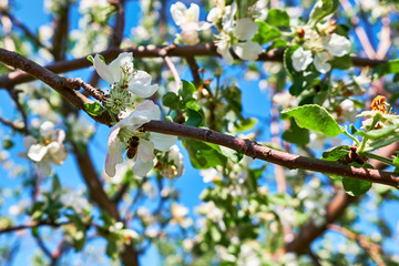 a bee collects pollen from Apple blossom