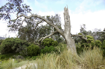 an old tree in the australian bush