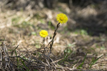 Tussilago farfara medicinal ground flowering herb, group of yellow healthy flowers on stems in sunlight