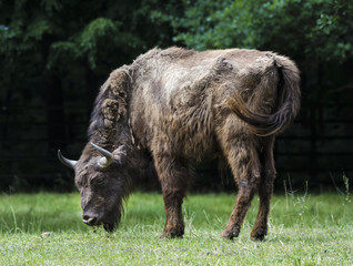 Wisent grazing in a meadow. Karlsruhe, Baden Wuerttemberg, Germany