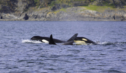 a killer whale is looking on the surface
