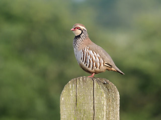 Red-legged partridge, Alectoris rufa