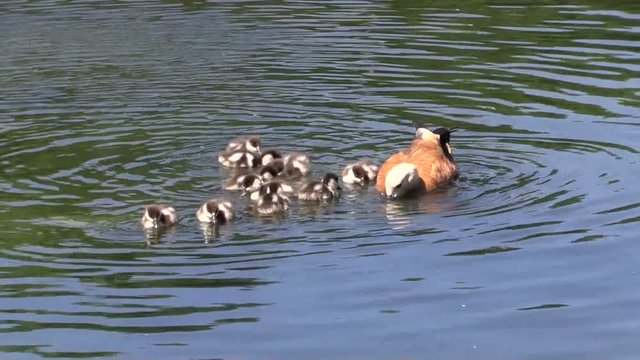 Duck ruddy Shelduck with Chicks swimming on a lake. 