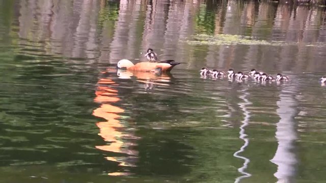 Duck ruddy Shelduck with Chicks swimming on a lake. 