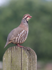 Red-legged partridge, Alectoris rufa