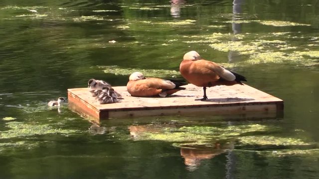 Ruddy Shelduck with ducklings on a raft in the pond.