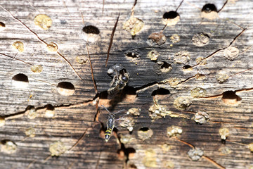 Wild bees are all bee species of the superfamily Apoidea with the exception of honeybees and not about wild prototypes or wild strains of the honeybee

