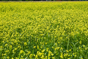 Yellow field of flowering rape in the village