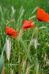 Three red poppies and ears of ripe wheat on a field