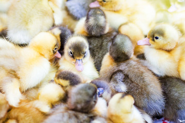 Small ducks, deduced in  incubator. Sale of poultry_