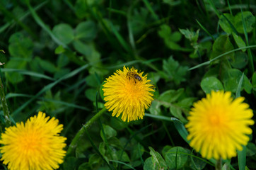 Yellow dandelion flower in spring on lush green field close up