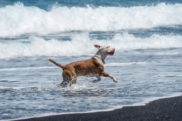 staffordshire terrier pitbull