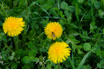 Yellow dandelion flower in spring on lush green field close up