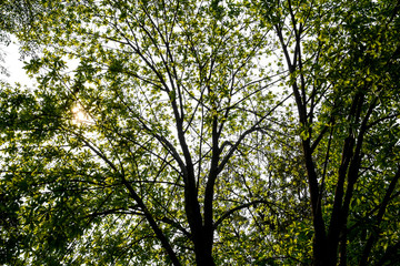trees in the forest - nature green wood and sunlight backgrounds.