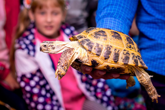 Man holds  large, beautiful turtle in his hand.Demonstration of  turtle for children