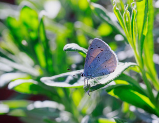 Small Blue spotted butterfly resting on a vibrant green leaf with natural sunlight