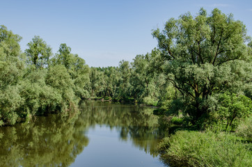 Fototapeta na wymiar Lush trees on river bank in wild landscape along Inn river in Austria and Germany