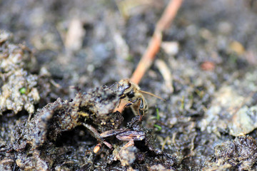Wild bees are all bee species of the superfamily Apoidea with the exception of honeybees and not about wild prototypes or wild strains of the honeybee

