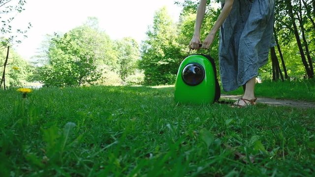 European girl releases a ginger cat for a walk in the park from a backpack carrying with window porthole, pet gulet on the grass, slow motion
