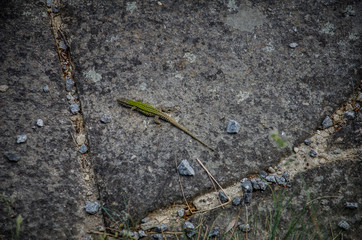 Close up of green lizard on gray stone