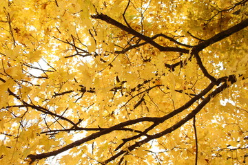 Tree Top in Autumn