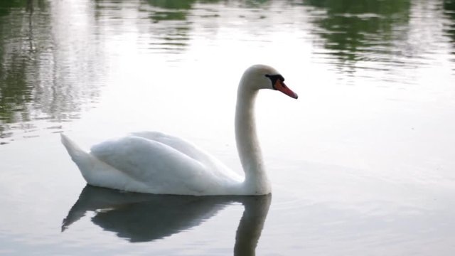 Swan proudly floats on the lake