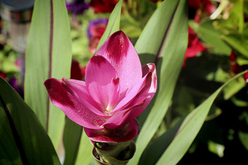 Pink Siam Tulip or Curcuma alismatifolia tropical plant from Thailand with soft pink flower