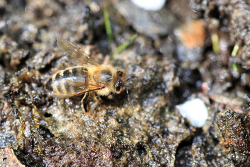 bee pee fox pond Sex os for men
