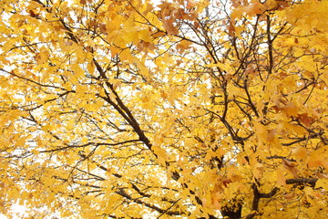 Leaves in Autumn