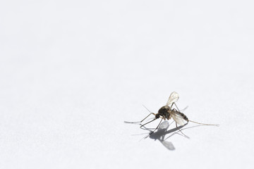 Wounded mosquito creeps from danger on a white background close-up, copy space