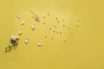  petals of a white dog rose on a yellow background