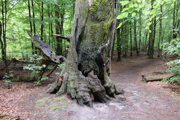 Obraz premium Urwald an der Sababurg