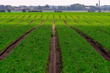 Fototapeta na wymiar Ploughed lines in a farmers field converge in the distance with the background distorted due to heat haze