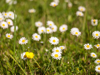 Yellow flower in the middle of a daisy meadow on a sunny spring day