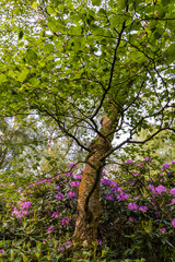 A small rhododendron sits nestled at the base of a large tree trunk in a well establish woodland in rural lancashire, England,