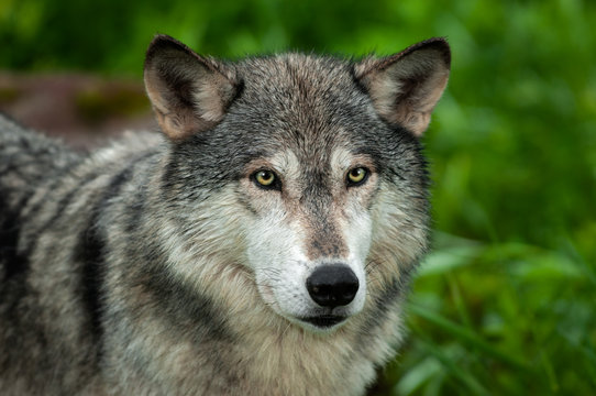 Grey Wolf (Canis lupus) Looking Out