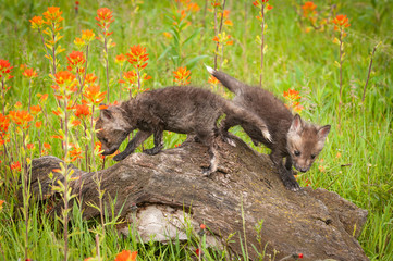 Red Fox (Vulpes vulpes) Kits Past on Log