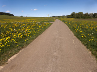 Eine Wanderung im Frühling auf dem Albsteig auf der Schwäbischen Alb im Süden Deutschlands. Ein Blütenmeer in gelb. Der Löwenzahn blüht.